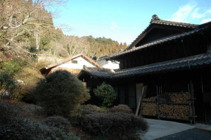 裏山を見る